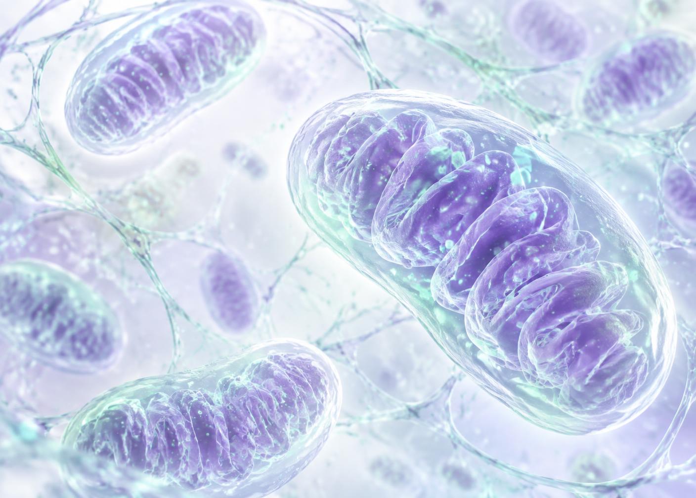 Illustration of mitochondria and cellular signaling networks